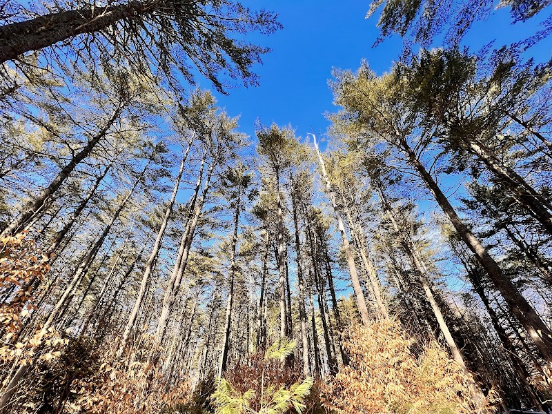 Winter Woodland Walks in Fryeburg Town Forest - Fryeburg Town Forest