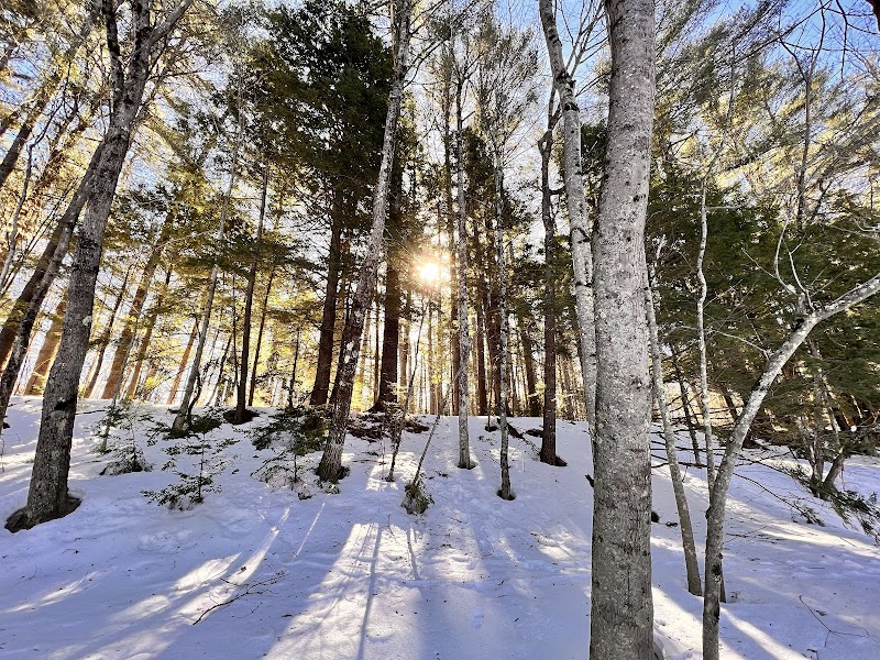 Winter Woodland Walks in Fryeburg Town Forest - Fryeburg Town Forest