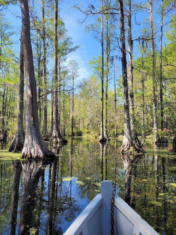 Wetland Wonders and Cypress Trees of Cypress Gardens, South Carolina - Cypress Gardens