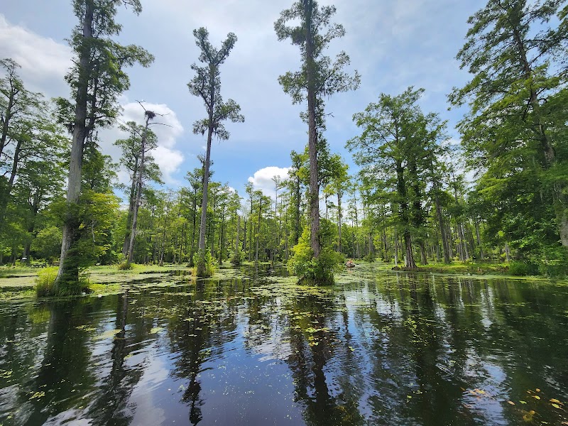 Wetland Wonders and Cypress Trees of Cypress Gardens, South Carolina - Cypress Gardens