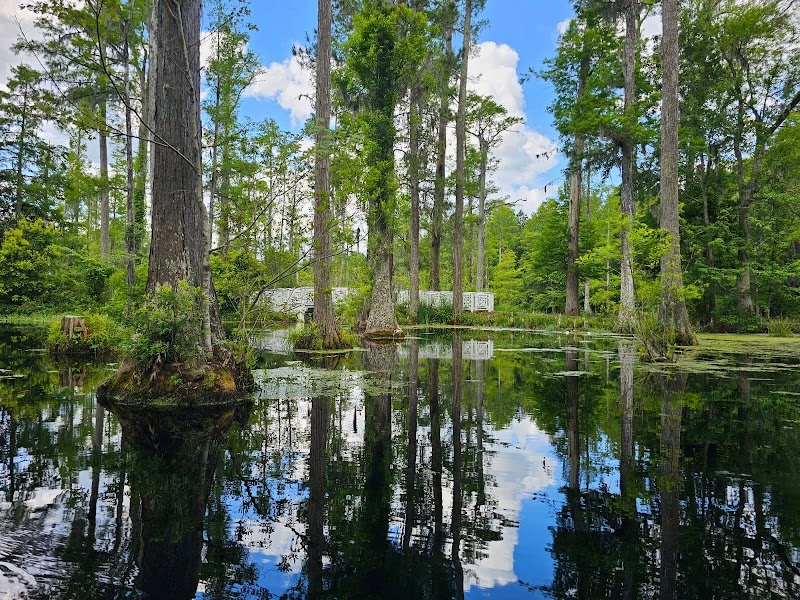 Wetland Wonders and Cypress Trees of Cypress Gardens, South Carolina outdoor detail