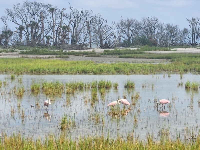 Coastal Wilderness & Driftwood Shores at Botany Bay Island - Botany Bay Island