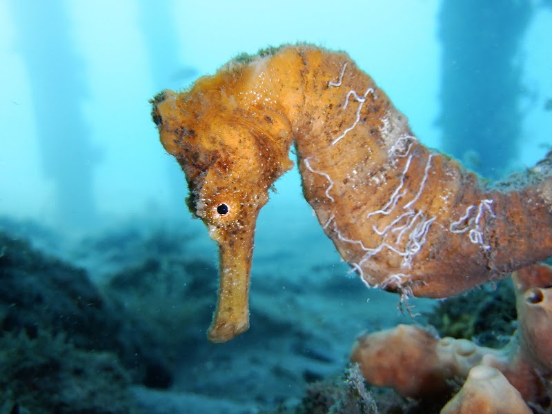 Underwater Adventure at Pura Vida Divers, Riviera Beach surrounding landscape