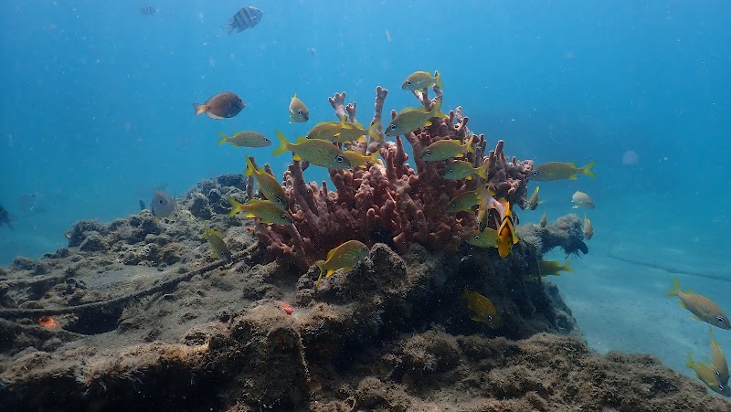 Underwater Adventure at Pura Vida Divers, Riviera Beach outdoor detail