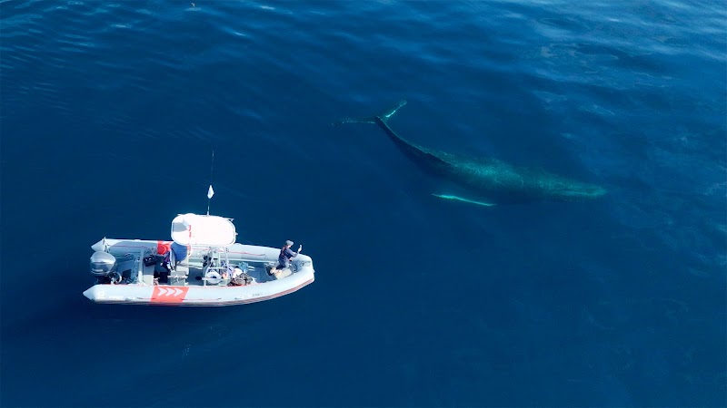 Whale & Wildlife Watching Near San Diego with Net Zero Expeditions