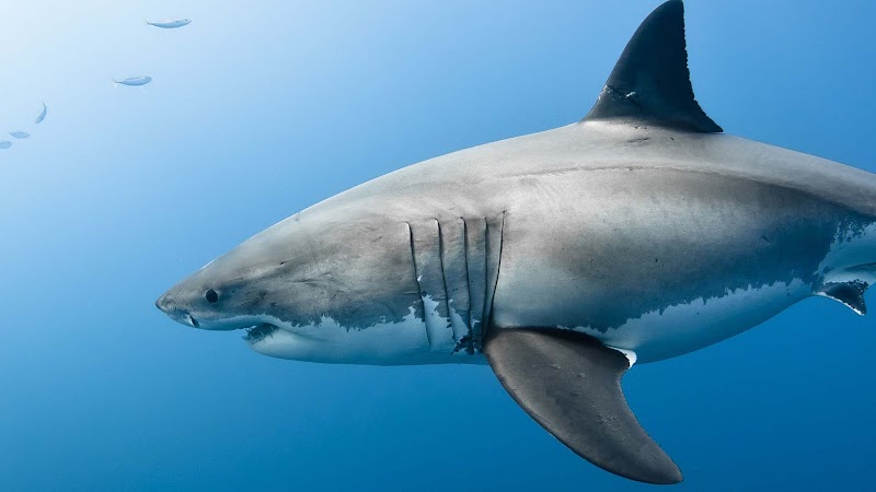 California Shark Diving: An Unforgettable Marine Adventure in San Diego