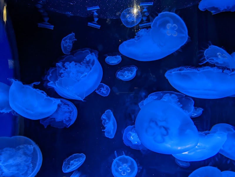 Marine Life Wonders at Aquarium of the Pacific, Long Beach outdoor detail