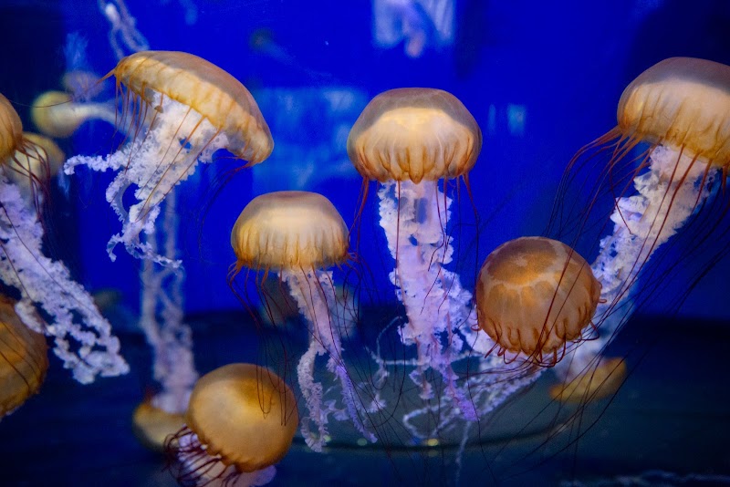 Marine Life Wonders at Aquarium of the Pacific, Long Beach surrounding landscape