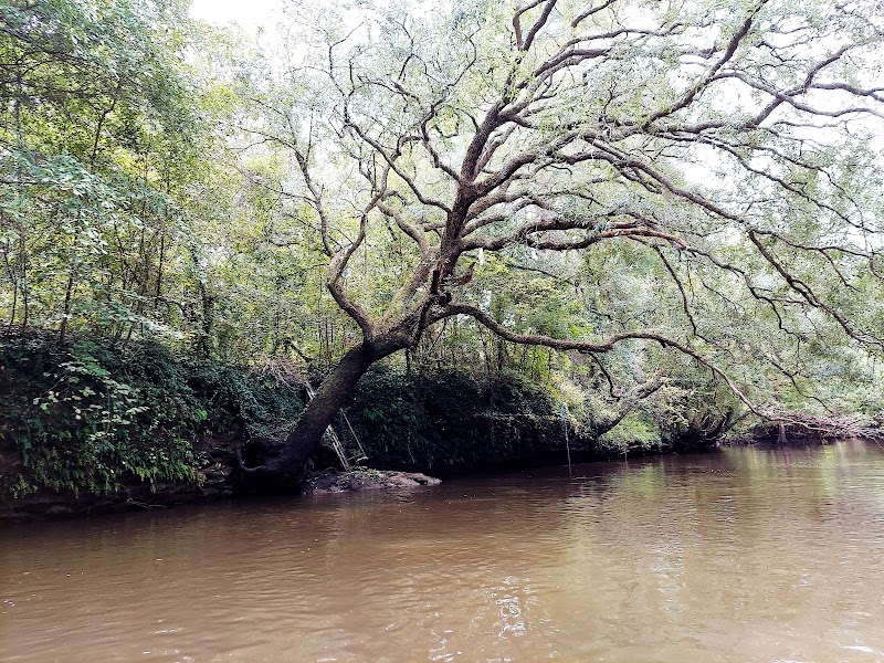 Kinchafoonee Creek: Georgia's Serene Waterway Adventure outdoor detail