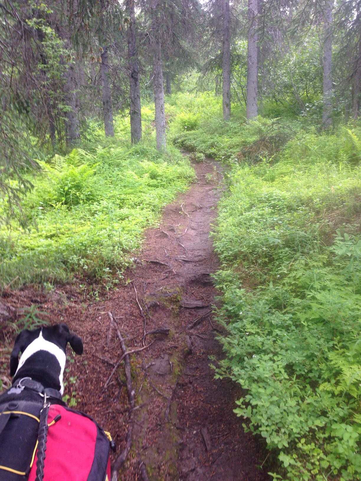 Exploring Little Coal Creek Trail: A Refreshing Hiking Escape in Denali State Park