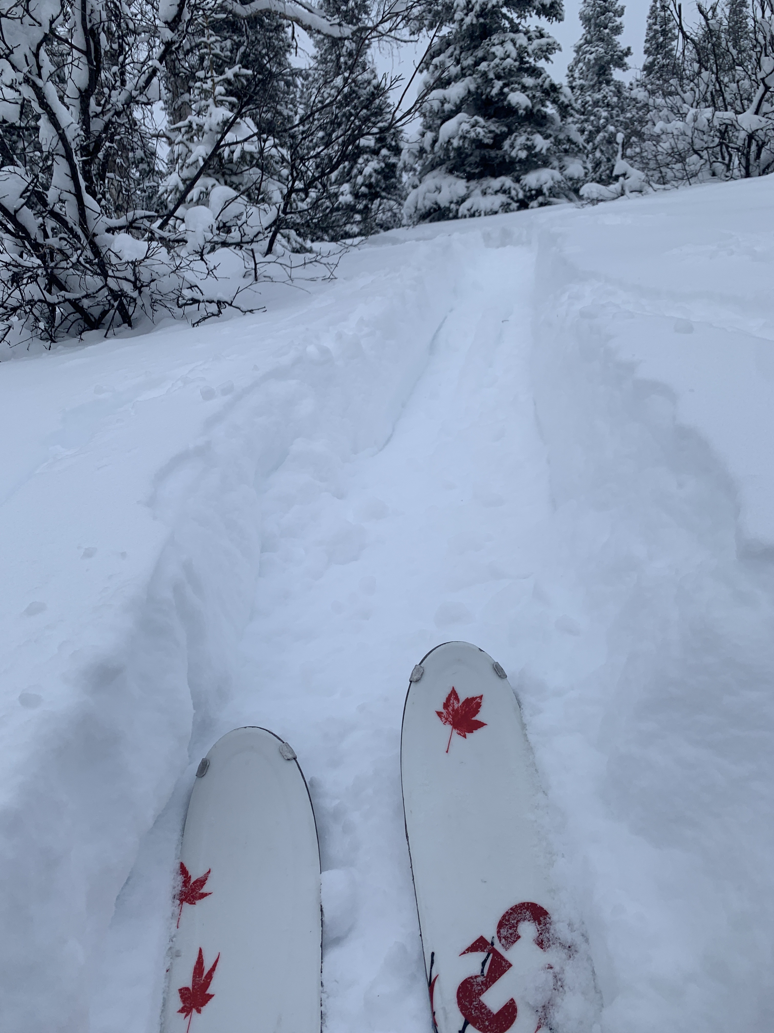 Mountain Biking Nugget Creek Winter Trail Loop: Alaska’s Moderate Adventure